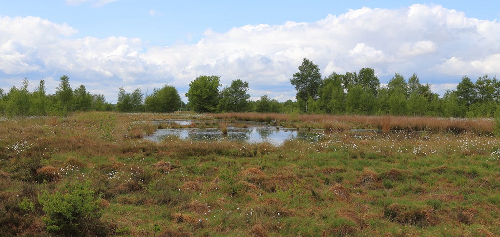 At the nature reserve Hahnenmoor, a large bog area in Lower Saxony, Germany.