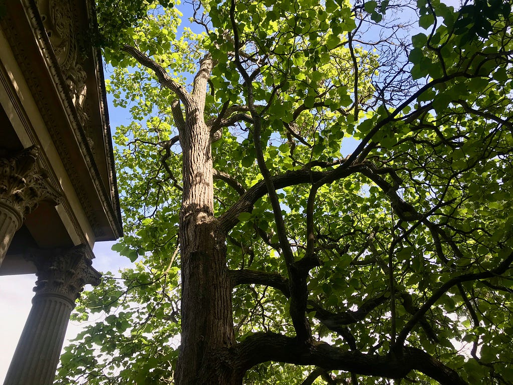 There is a tree going straight up with many branches spanning out and the photo has been taken from underneath looking up. The trunk is strong and it’s very light and bright. There is the edge of a stone temple — the Temple of Minerva in Sydney Gardens at the edge of the picture with pillars showing.