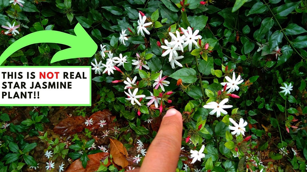 Difference Between Star Jasmine and Downy Jasmine (Jasminum Multiflorum) VS (Trachelospermum Jasminoides)