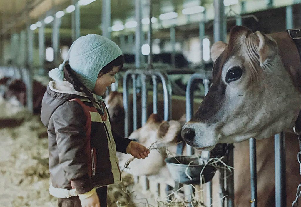 Family photo of Jo-Anne admiring Jersey cows as a child.