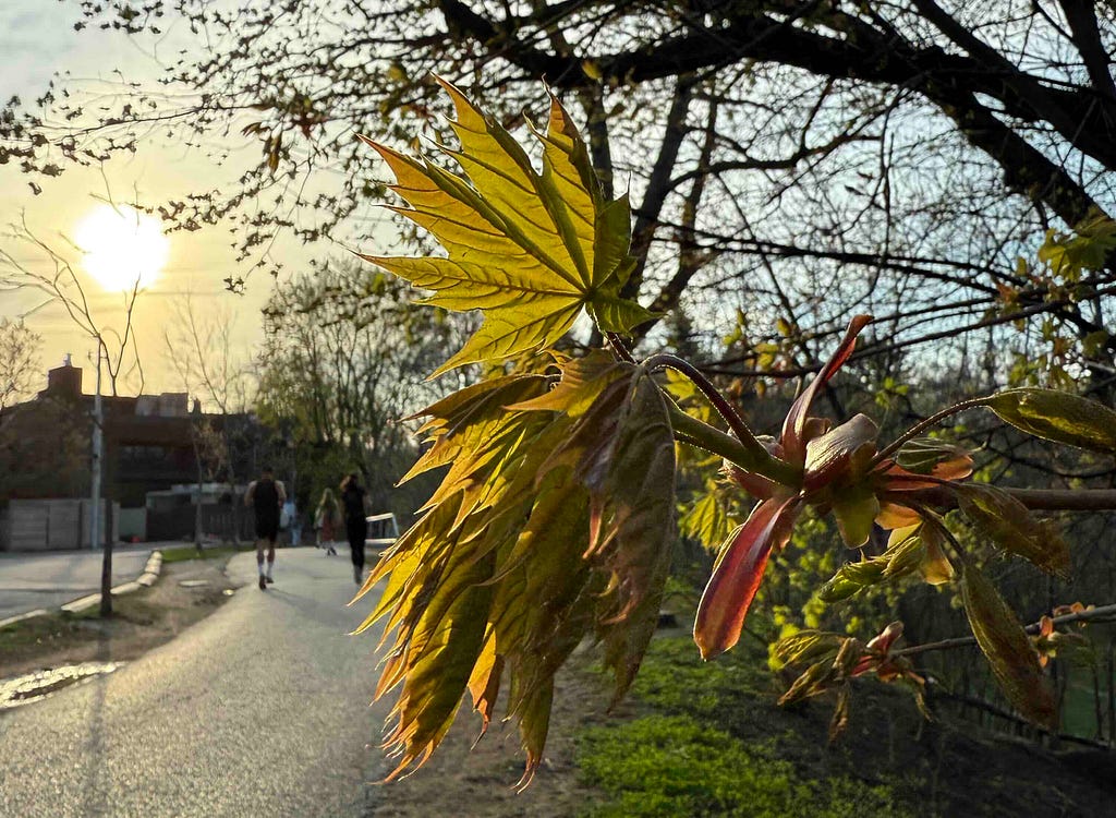 A close-up of a branch with young, green leaves and buds in the foreground. The background shows a paved path with a few people walking, trees with sparse leaves, and the sun setting, casting a warm glow over the scene. The image captures the essence of spring with new growth on the trees and a serene, natural setting.