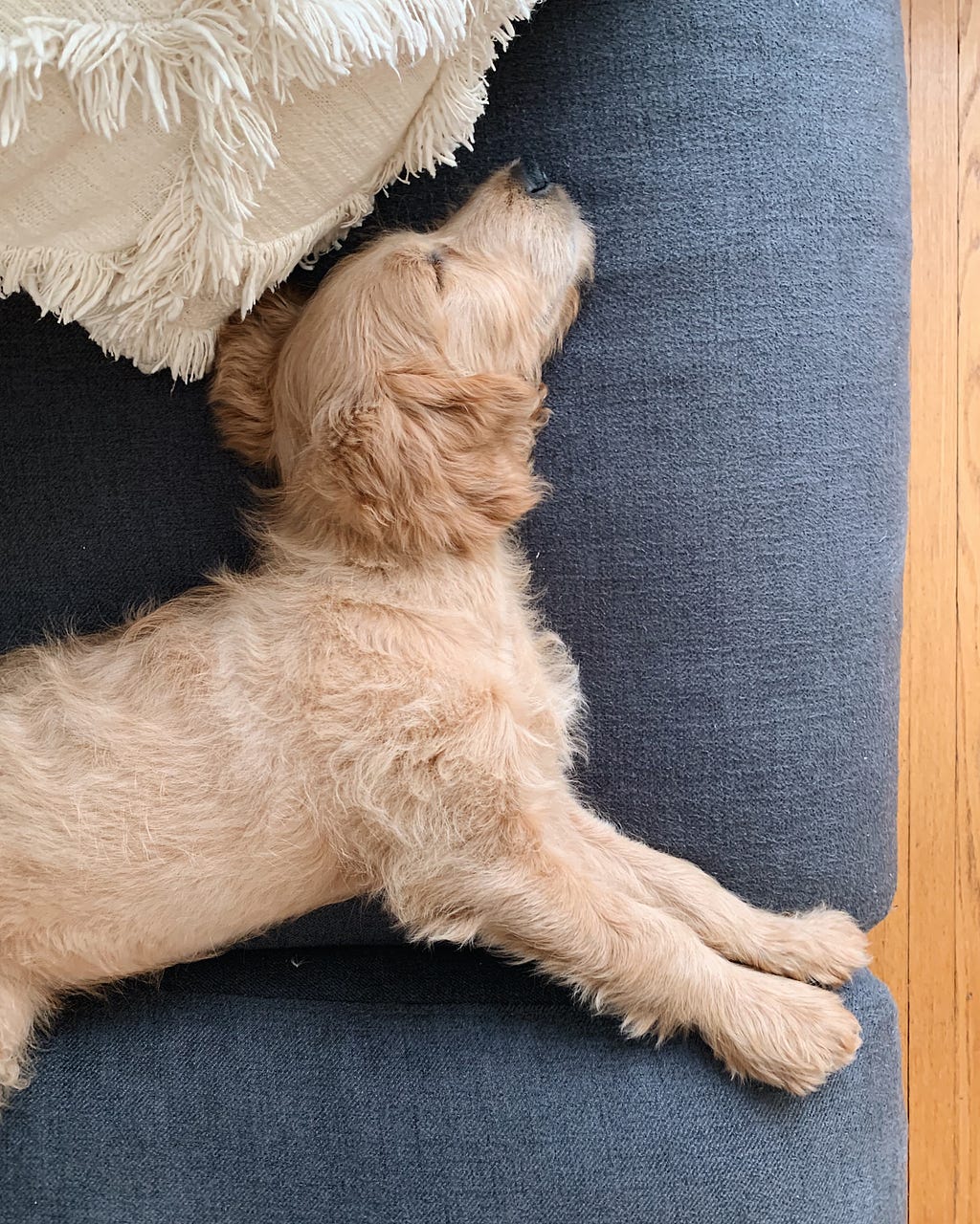 A goldendoodle puppy lying asleep on a grey sofa.