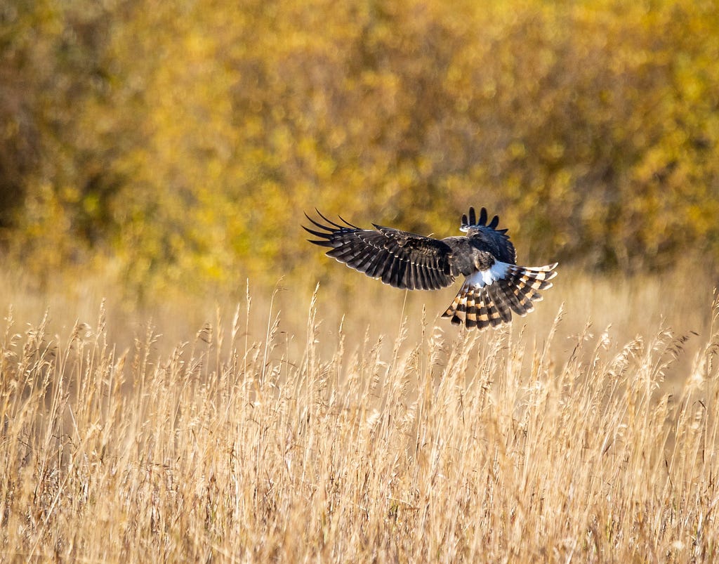 Northern Harrier hunting, descending on a grassy field.