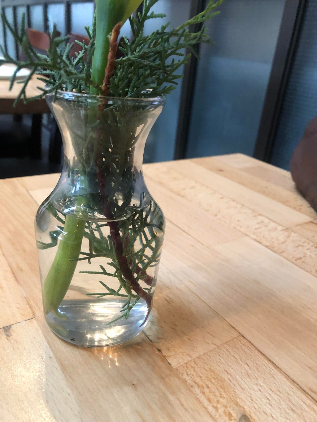 green plans in a clear vase with water.