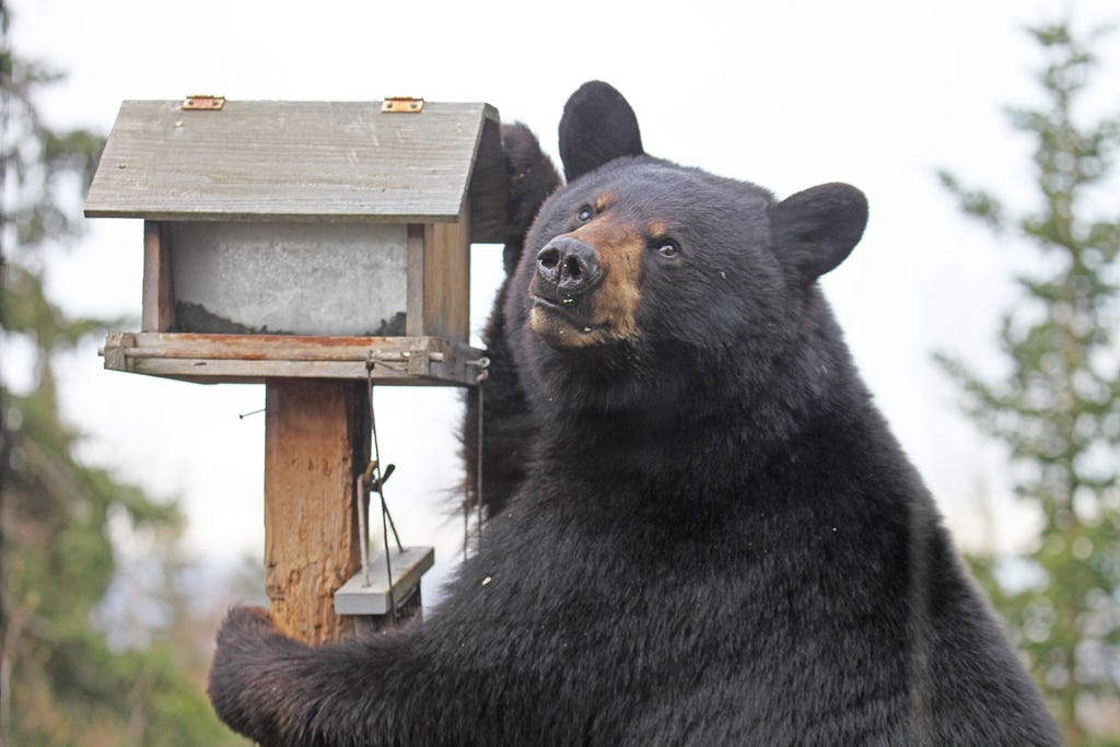 black bear at a bird feeder
