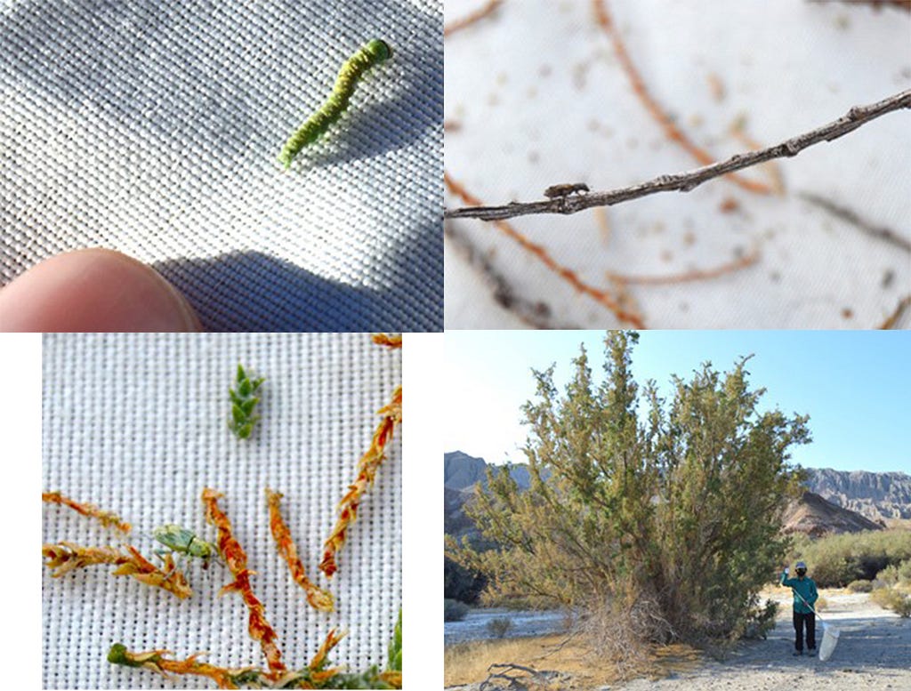 Why weâ€™re tracking beetles in the Mojave Desert - MDLT