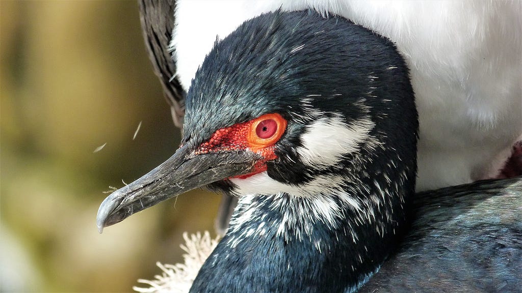 A close up of a rock shag