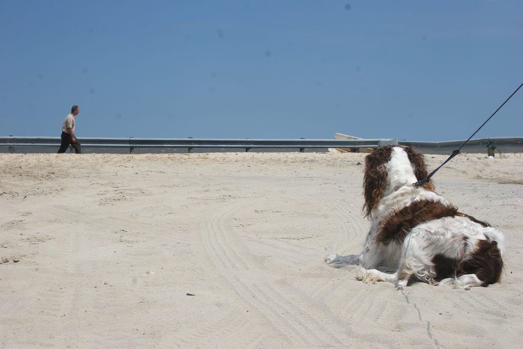 A spotted dog lays in the sand on a beach looking at the ocean. A man walks in the background.