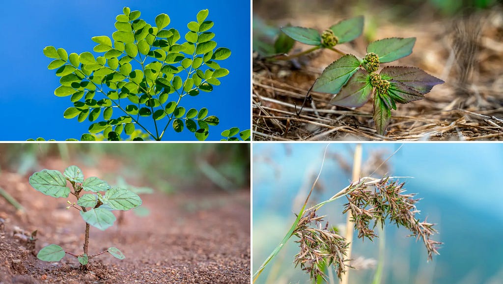 Moringa oleifera images, Euphorbia hirta images, Boerhavia erecta images, Citronella Grass images at NaturePicStock