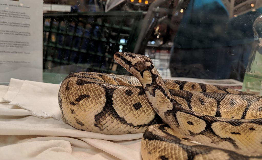 In the image foreground is a yellow and grey-black snake coiled on a cream piece of fabric. Hishead is raised and looking away from the camera. There is a piece of glass separating him from the photo’s background, which shows part of a black shopping cart being pushed by.