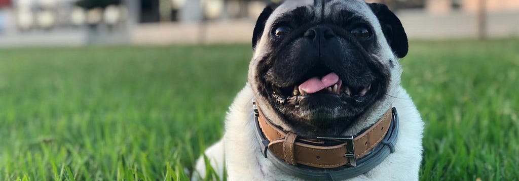 A pug laying on the grass, panting with his tongue out a little.