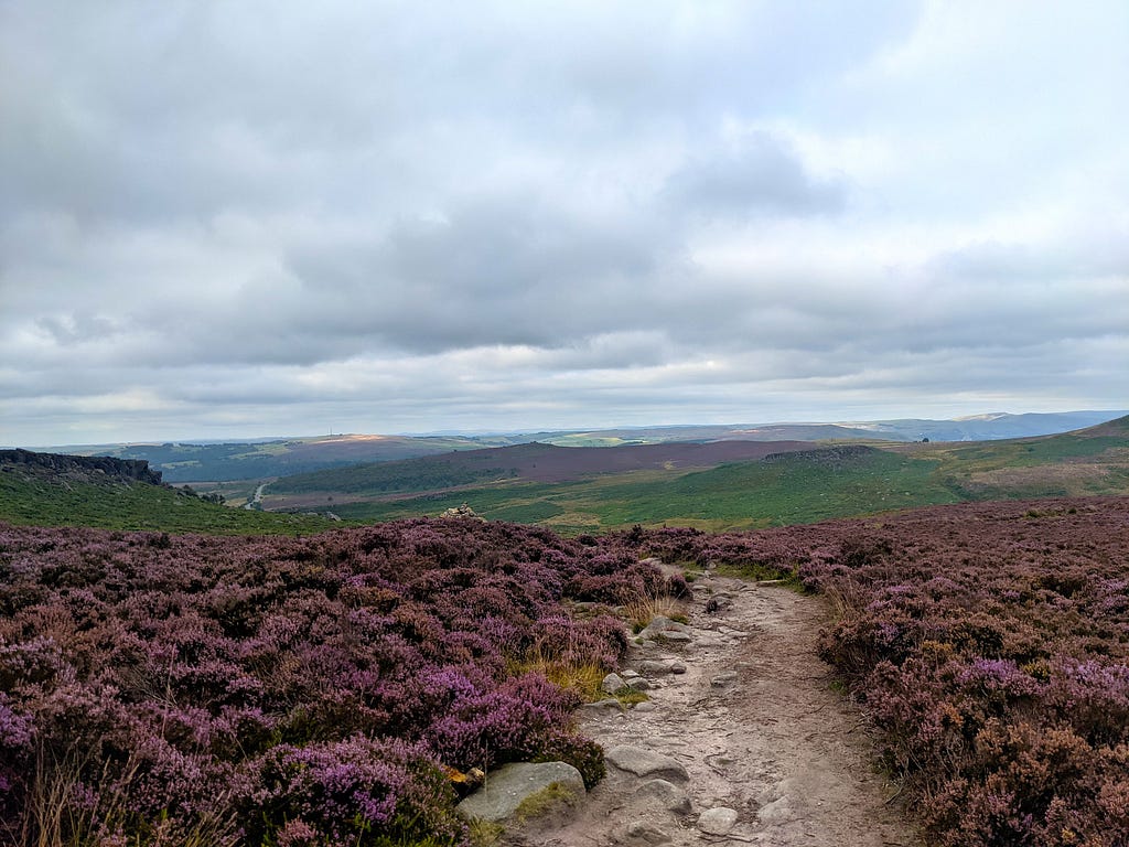 A trail runs down a gradually declining hill with purple heather either side. in the distance are green rolling hills.