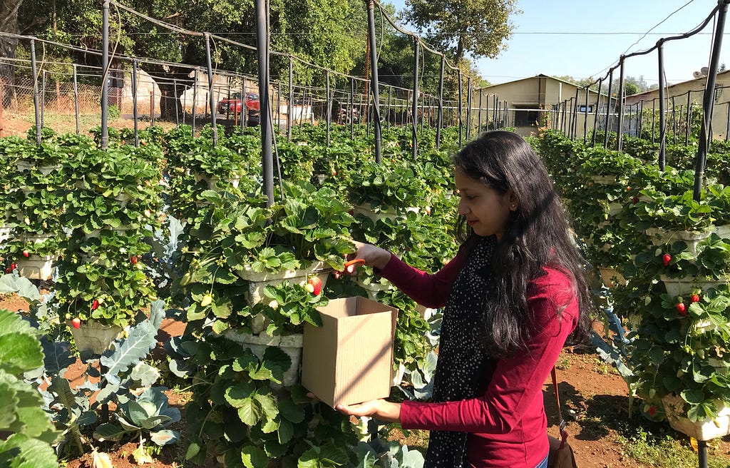 Strawberry picking at Panchgani