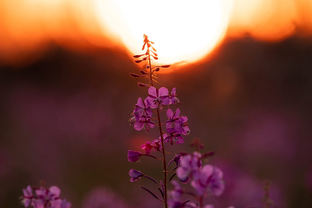 A magenta fireweed sitting in front of the sun as it sets.