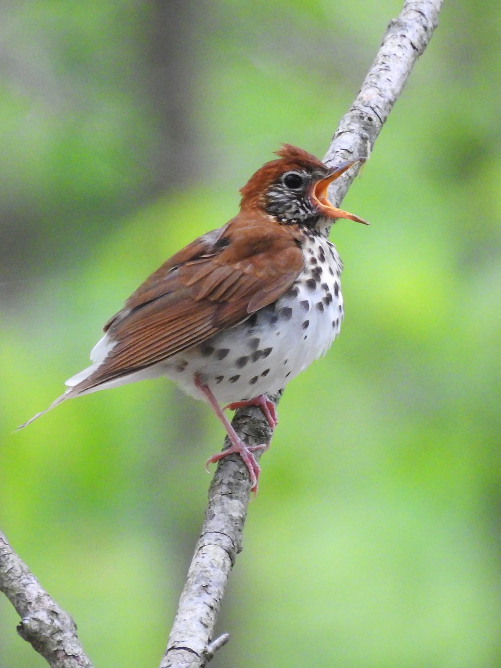 A wood thrush with brown wings and a mostly grayish-white underbelly perches on a thin branch with its beak open.