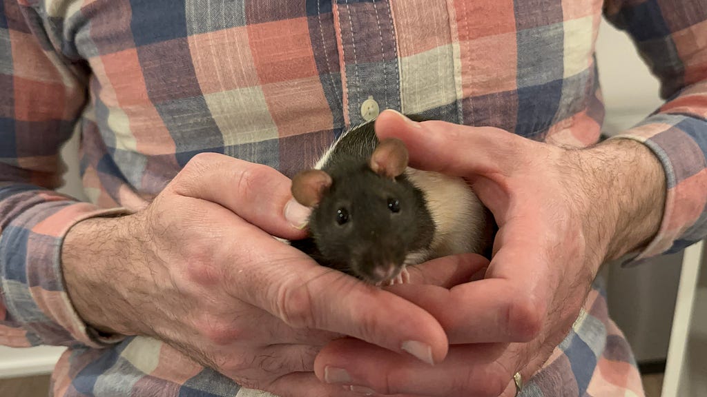 Photo of brown and white fancy rat being held