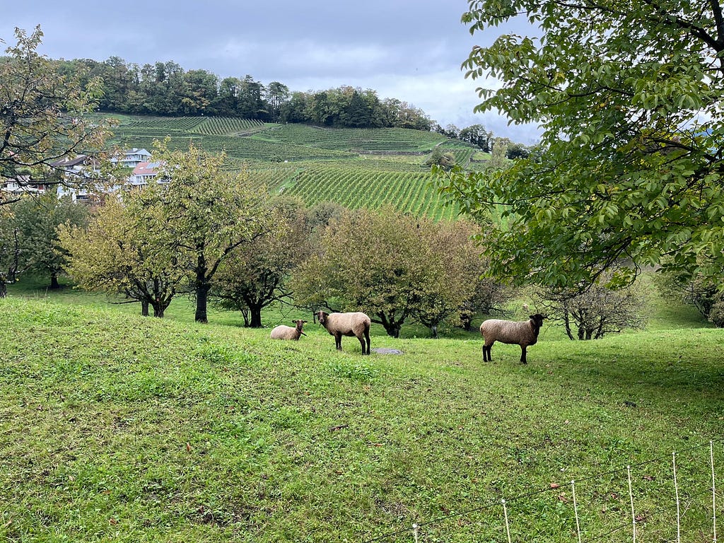 interlaken lambs