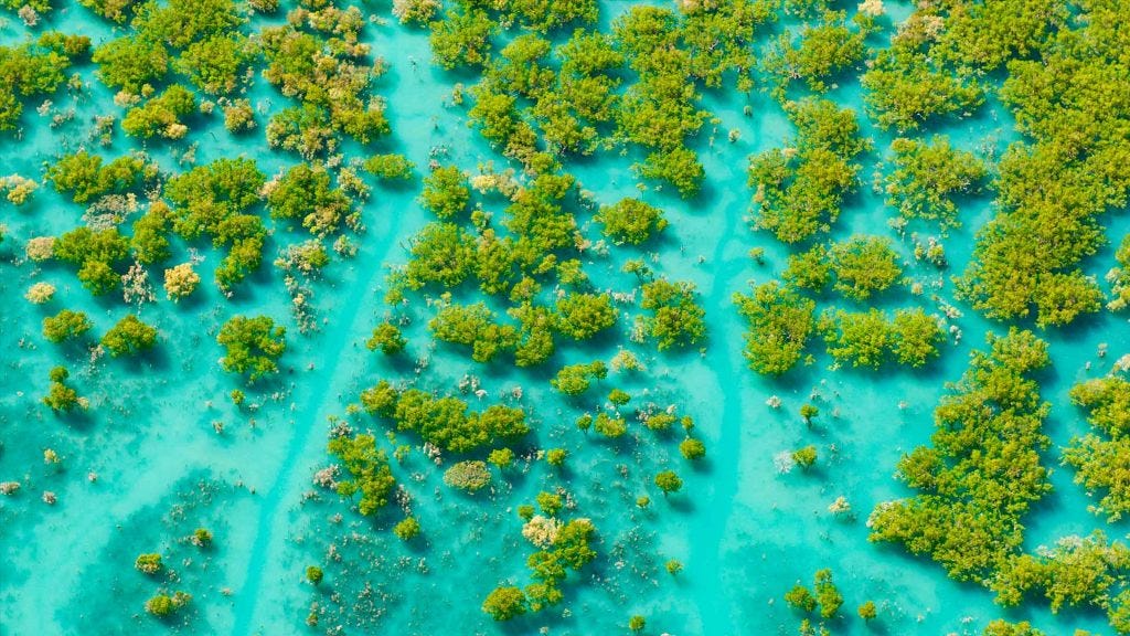 Aerial of mangroves at King Sound, Western Australia by © Ingo Oeland