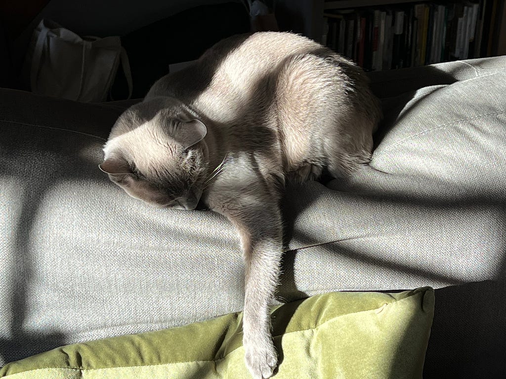 cat lying in the sunlight