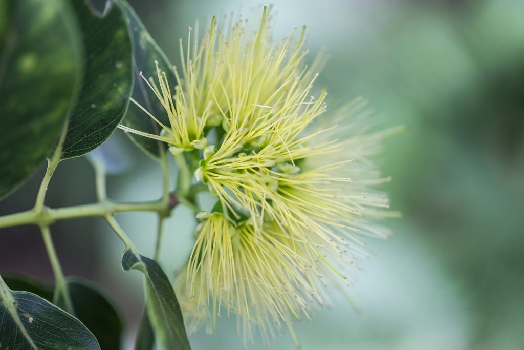 A single yellow ʻōhiʻa flower.