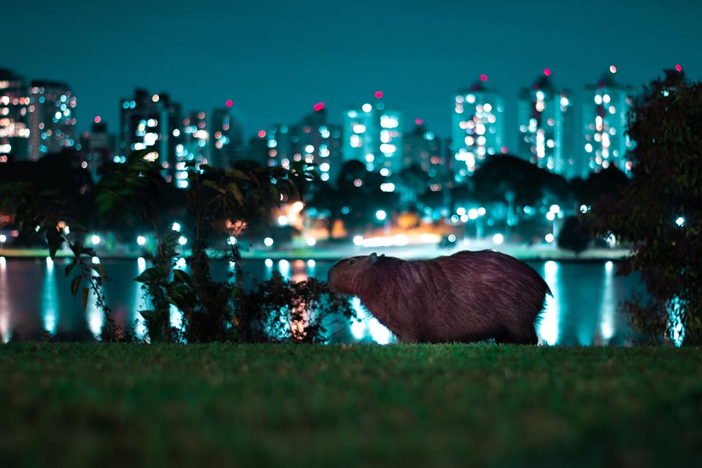 capybara in a nighttime urban setting, lit up city scape in the background