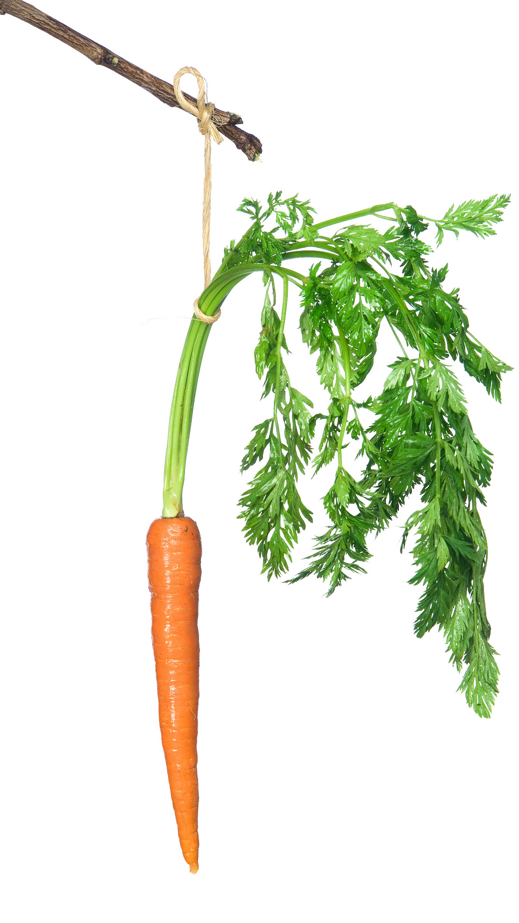A carrot dangling by from a stick by a thread