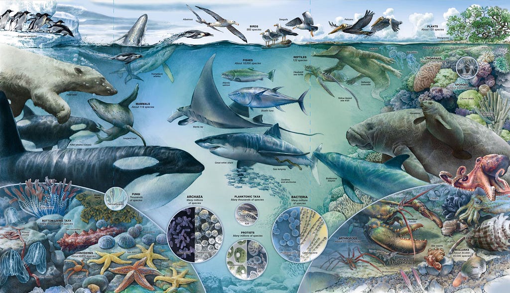 Many marine organisms are shown living in the oceans. From large mammals to microscopic plankton and bacteria.