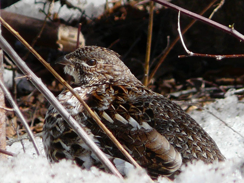 bird sitting in snow