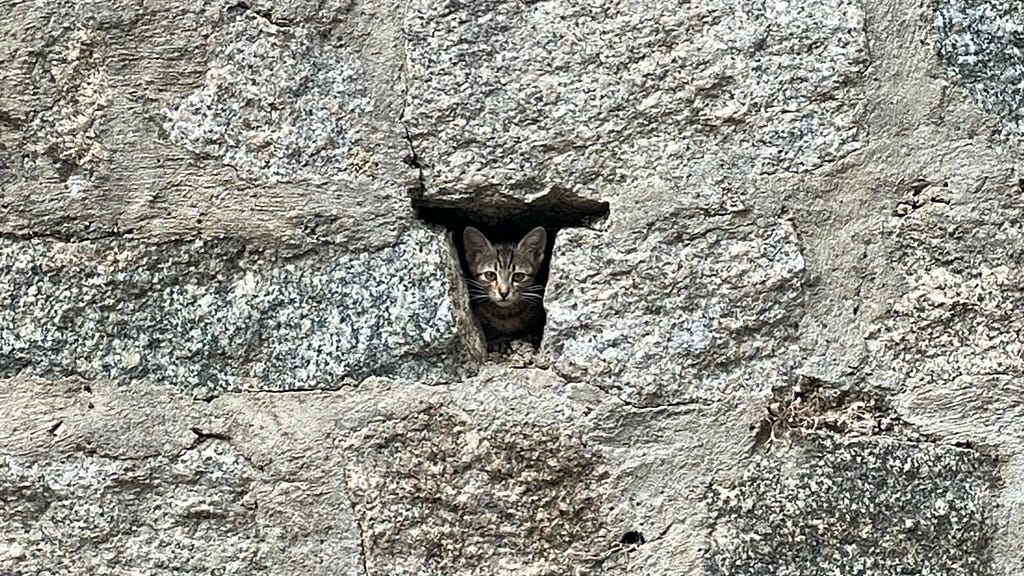a grey stray cat hiding in a hole in a wall in a village in corsica