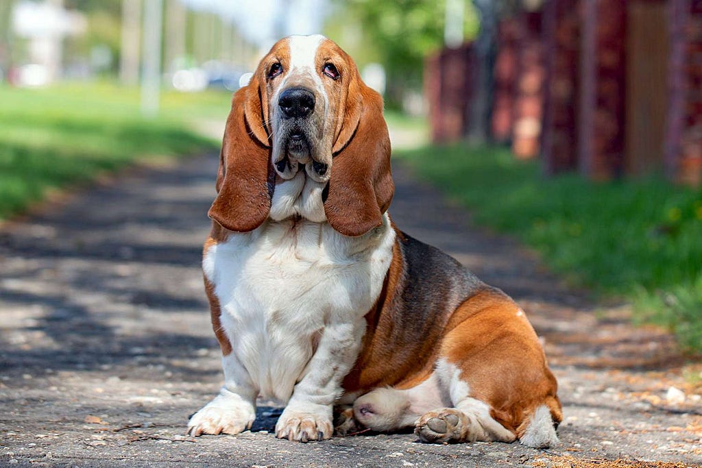 Dog Training Tips — Basset Hound