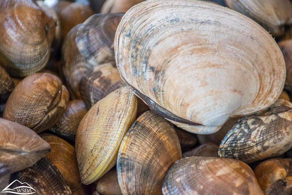 Photo of a pile of clams from the Olympia Farmer’s Market. Photo credit: Washington State Department of Agriculture.
