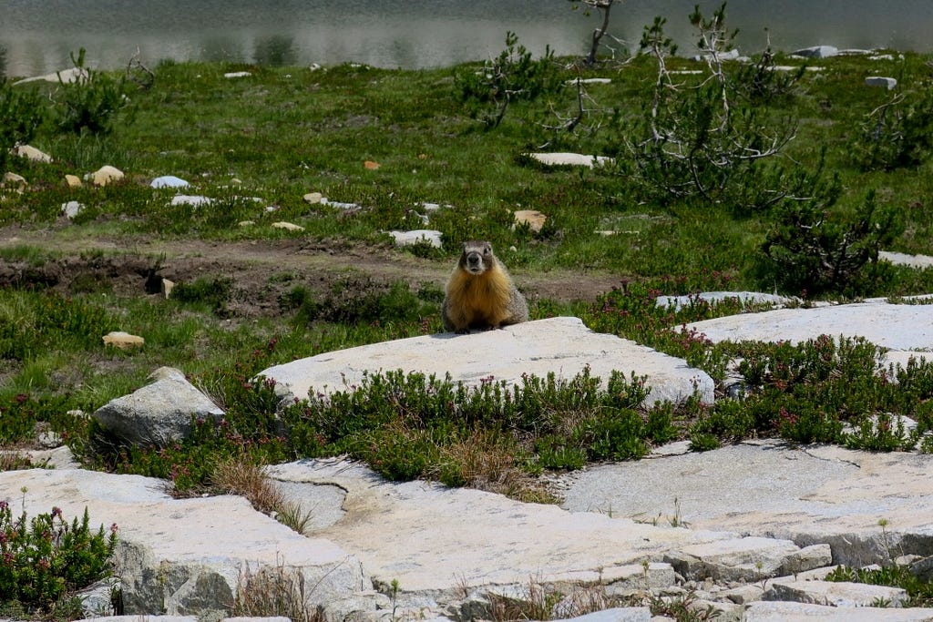 John Muir Trail JMT marmot near squaw lake