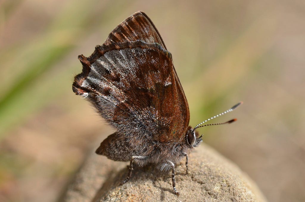 A silvery brown butterfly perched on a plant
