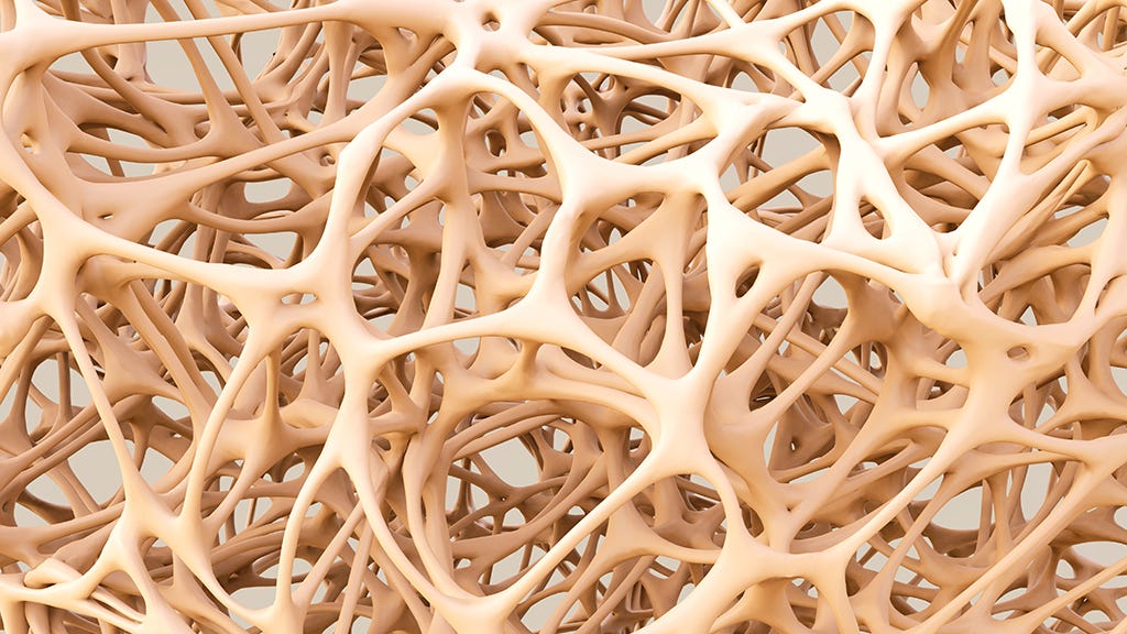 bone structure