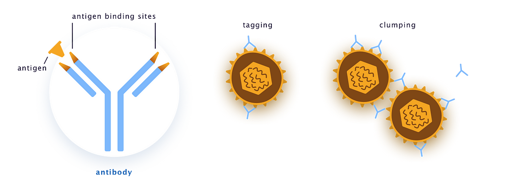 Close up of an antibody shows its Y shape and antigen binding sites at two ends; antibodies tag and clump pathogens together