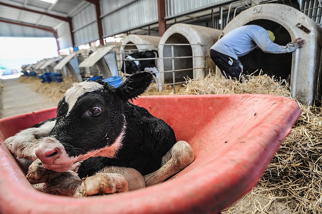 Still wet from birth, a calf is wheeled away from her mother to the veal crates at a dairy farm. Spain, 2010. Jo-Anne McArthur / Animal Equality / We Animals Media