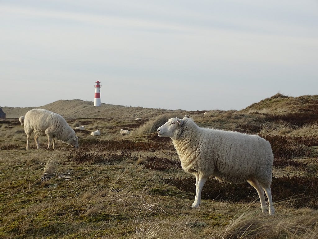 Sheep wondering around a Lighthouse