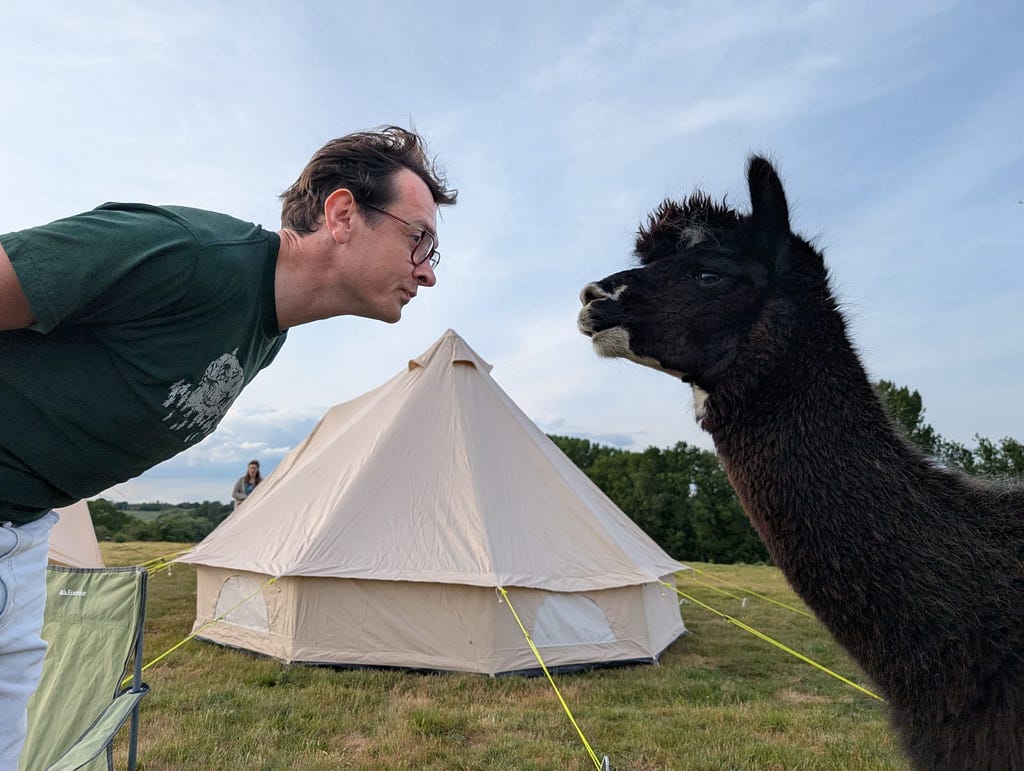 I am standing close to an alpaca. Our heads are almost touching. In the background there is a tell tent.