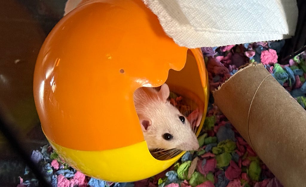 A small white rat is peeking out from an orange and yellow plastic dome-shaped hideout. The hideout is placed on colorful bedding made of shredded paper in a pet enclosure. Nearby, there’s a cardboard tube, and a piece of white fabric is draped over the top of the hideout.