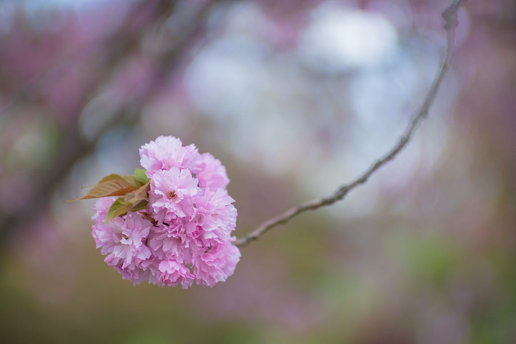 A cherry blossom on a bare branch.