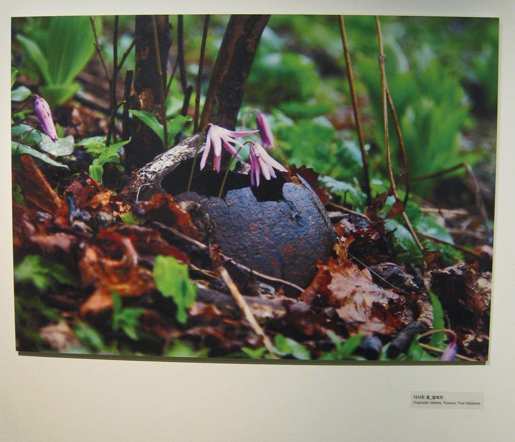 In this photo displayed on the wall of a museum located near the Korean DMZ, Dogtooth Violets bloom through the cracks in what appears to be a rusted helmet half-buried in earth overgrown with lush green vegetation. According to my records, I took this photo in 2011 but I cannot find the name of the person who took the photo in the photo. If anyone knows the photographer’s name, please let me know. Thanks.