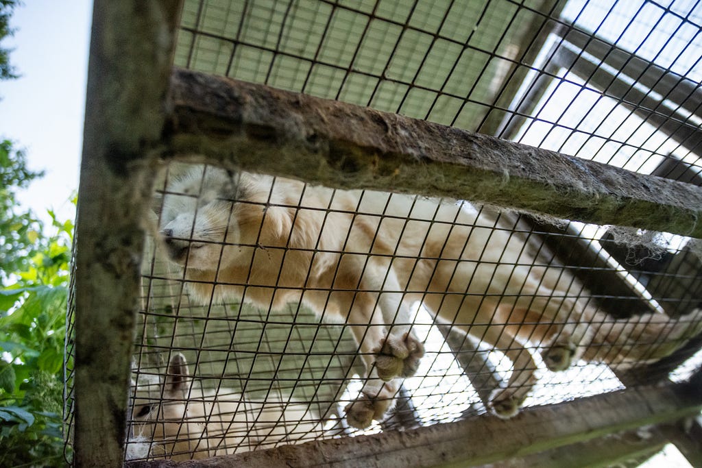 Two farmed foxes stand atop the wire of their barren wire mesh cage at a fur farm in Quebec. These calico or marble-coated foxes spend their entire lives, separated and typically alone, inside these types of cages. They are used for breeding or will eventually themselves be killed for their fur. Canada, 2022. Balvik C. / We Animals Media