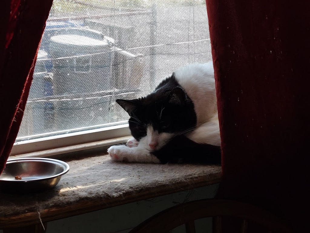 Our white kitty with black markings and a mask, Bandit, sleeps in our dining room window