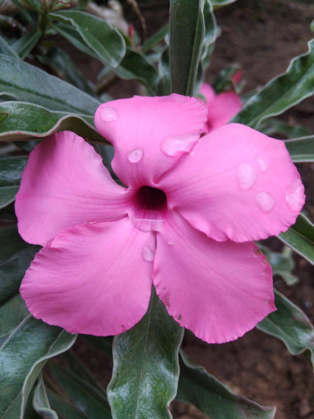 A close-up of a bright pink flower with several water drops on its petals