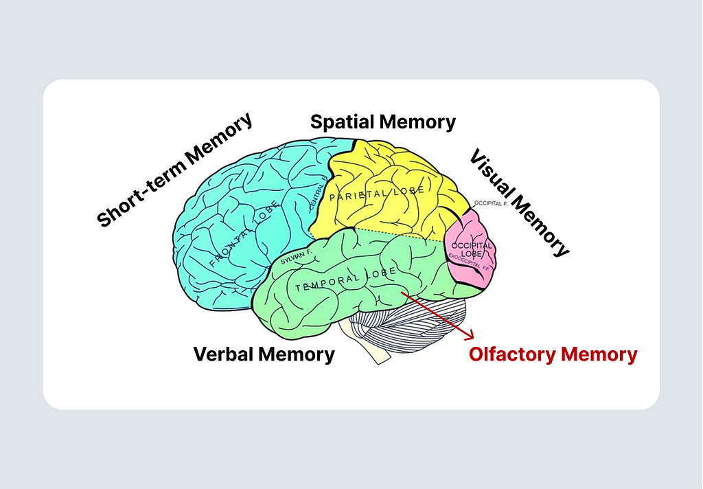 Different part of the brain that store different memory