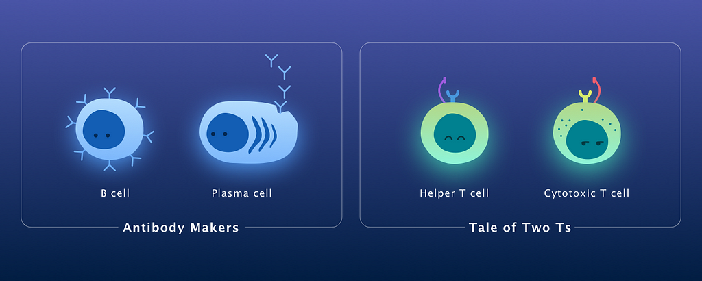 Adaptive team players placed in two categories: antibody makers and tale of two Ts.