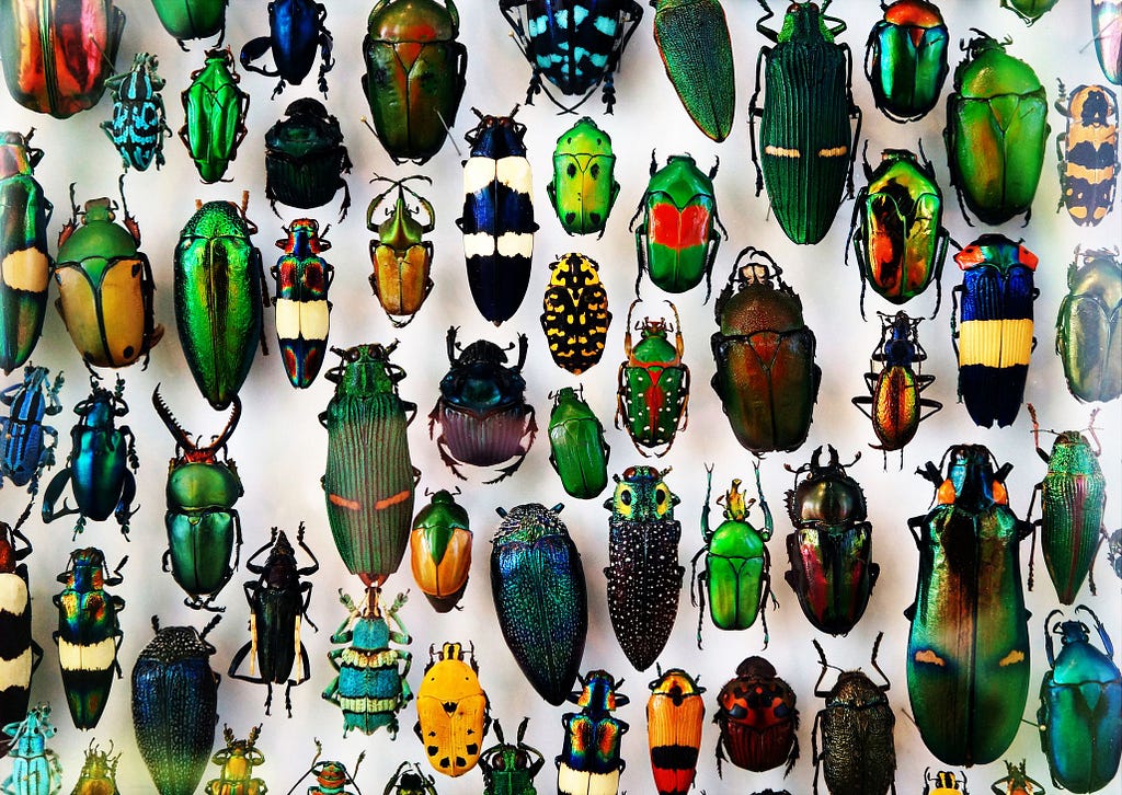 Collection of many different and colourful beetles.