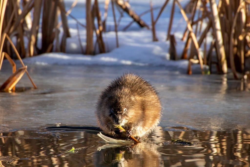 muskrat chewing on aquatic vegetation while sitting on ice