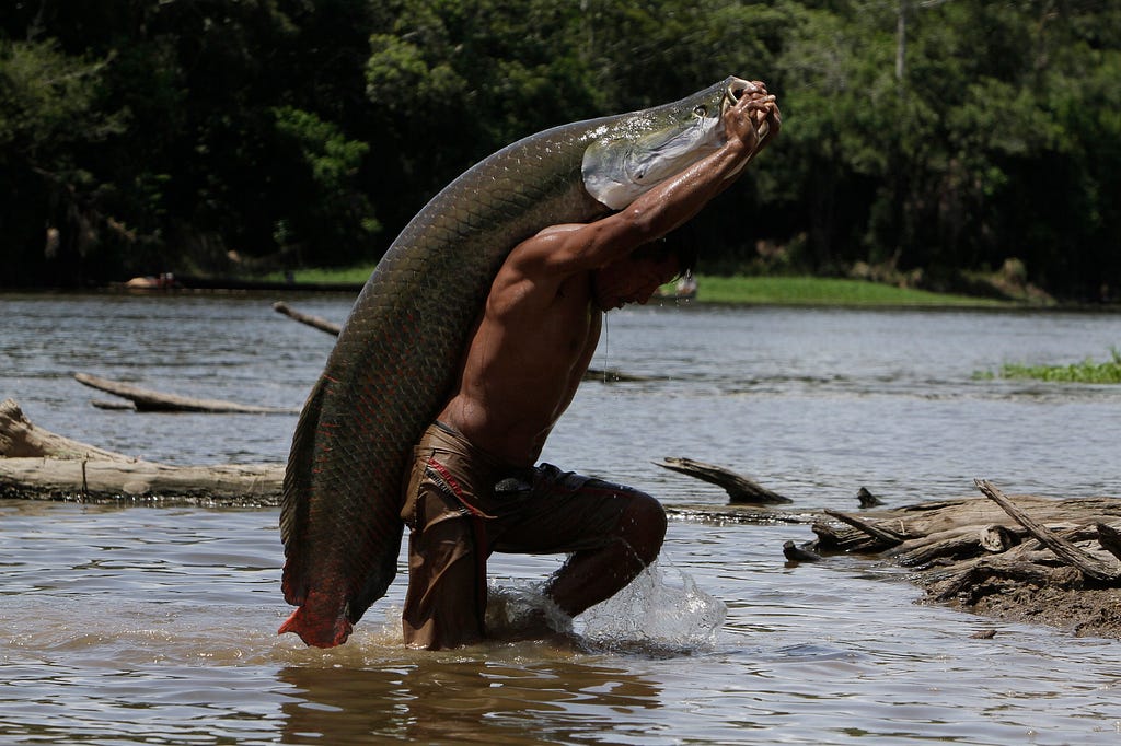 An Amazonian fisherman lifts an immense pirarucu, a symbol of sustainable fishing in the region. Responsible management of this species is crucial for the preservation of aquatic ecosystems and the subsistence of local communities.