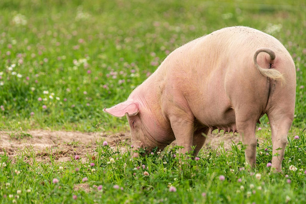 Pig on a pasture.